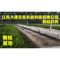 專(zhuān)業(yè)的青蛙養(yǎng)殖公司推薦-【江蘇大澤科技】稻蛙混養(yǎng)技術(shù)