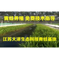 青蛙養(yǎng)殖免費培訓，稻蛙混養(yǎng)技術加盟【江蘇大澤科技】公司